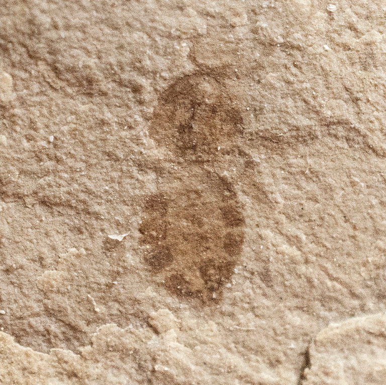 Small Eocene Fly, The Natural Canvas