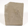Eocene Insect Association - Image 2