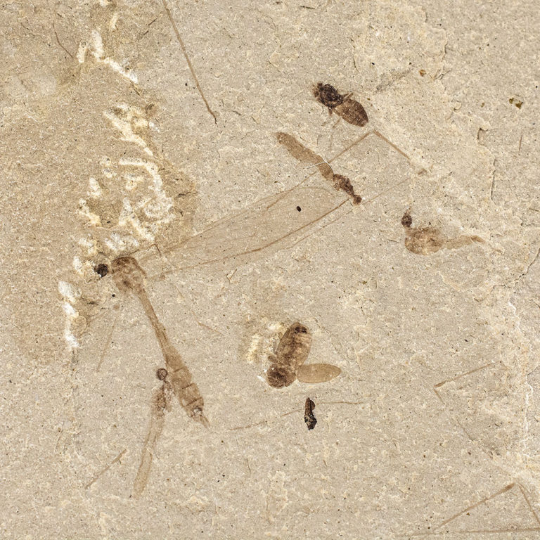 Eocene Insect Association, The Natural Canvas