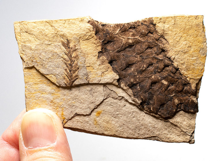 Metasequoia occidentalis & Conifer cone