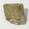Rare trilobite from Nevada &#8211; Albertella sp., The Natural Canvas