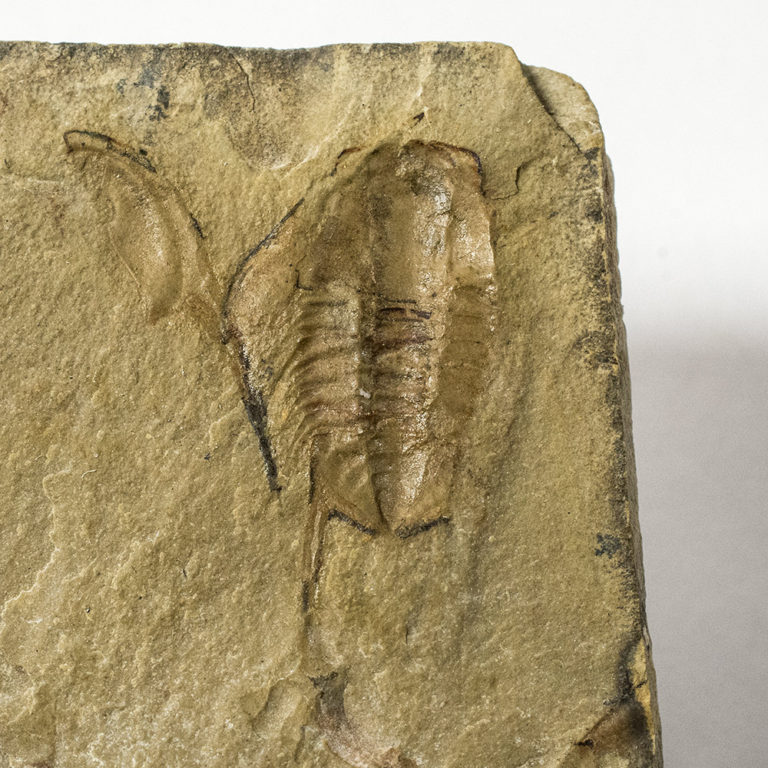 Rare trilobite from Nevada - Albertella sp.