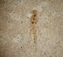 Chironomus sp. (Midge)