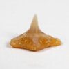 Sharktooth Hill angel shark - Squatina occidentalis - Image 2