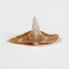 Sharktooth Hill angel shark - Squatina occidentalis - Image 3