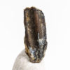 Baby hadrosaur tooth &#8211; Edmontosaurus sp., The Natural Canvas