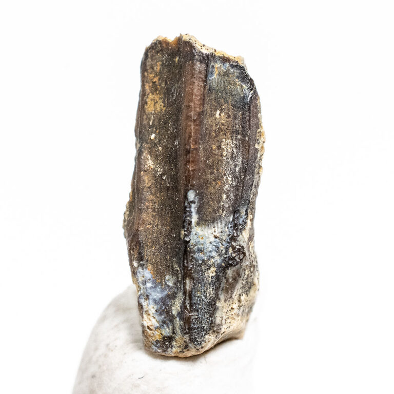 Baby hadrosaur tooth - Edmontosaurus sp.