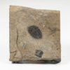 Washington Trilobite &#8211; Elrathina cordillerae, The Natural Canvas