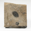 Washington Trilobite - Elrathina cordillerae - Image 2