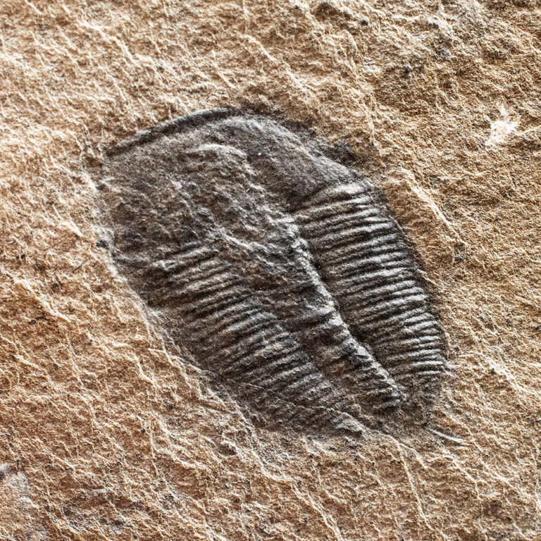 Washington Trilobite &#8211; Elrathina cordillerae, The Natural Canvas