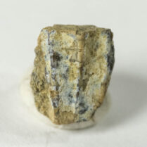 Hadrosaur Tooth - Edmontosaurus