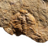 Nevada Trilobite &#8211; Nephrolenellus geniculatus, The Natural Canvas