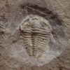 Trilobite, The Natural Canvas