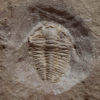 Trilobite - Image 2