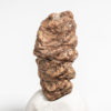 Jurassic Conifer Cone - Pararaucaria patagonica - Image 2