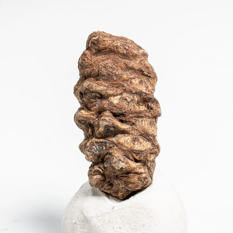 Jurassic Conifer Cone &#8211; Pararaucaria patagonica, The Natural Canvas