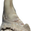 Deformed Shark Tooth &#8212; Otodus obliquus, The Natural Canvas