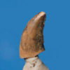 Richardoestesia gilmorei - Image 2
