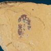 Cambrian Softbodied Arthropod, The Natural Canvas