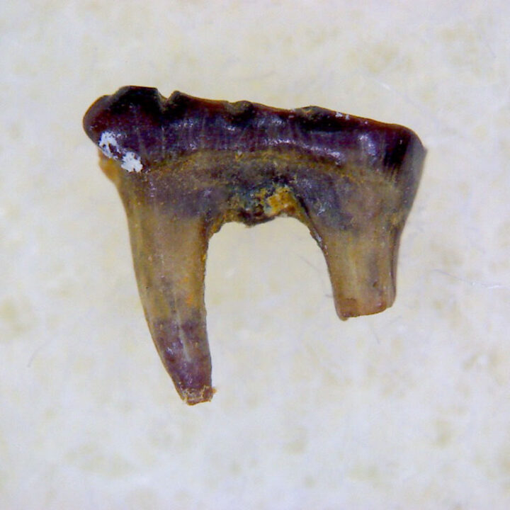 Cretaceous mammal - Mesodma thompsoni