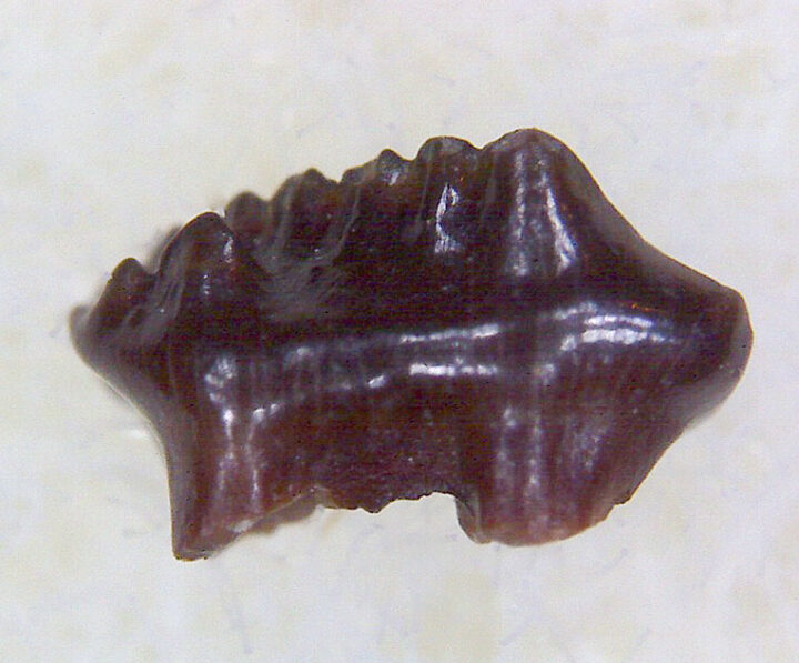 Cretaceous mammal - Mesodma thompsoni