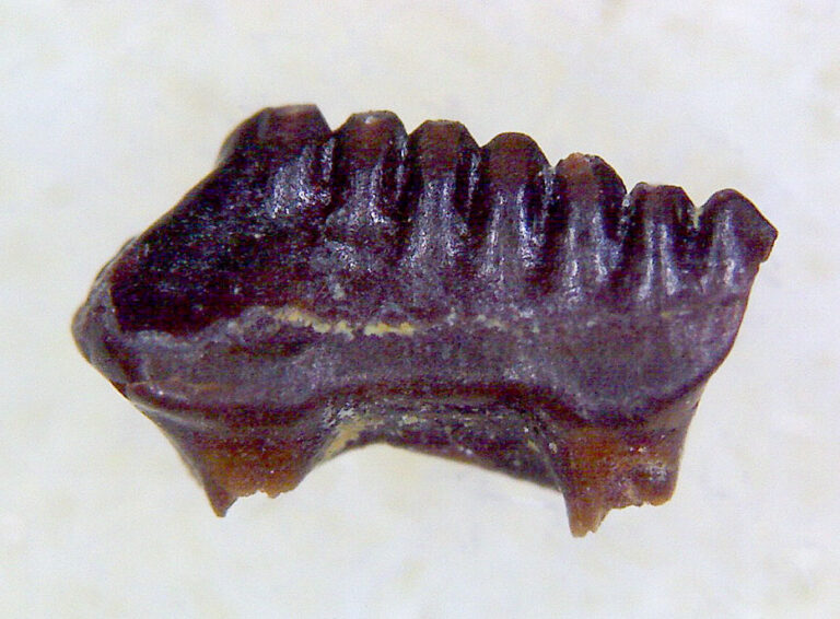 Mesodma thompsoni