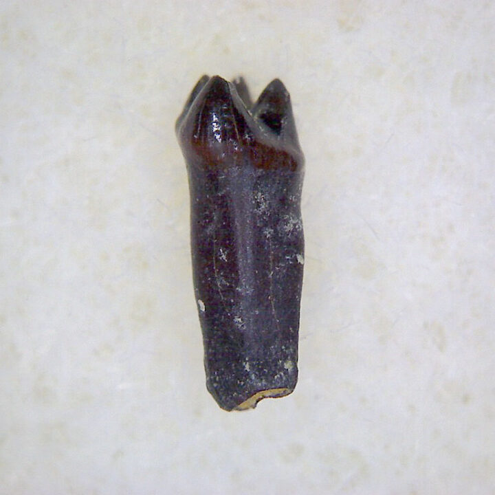 Cretaceous mammal - Mesodma thompsoni