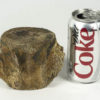 Whale Vertebra - Tiphyocetus temblorensis - Image 3