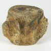Whale Vertebra - Tiphyocetus temblorensis - Image 2