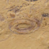 Circocosmia jinningensis Hou and Sun 1988 - Image 3