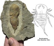 F5758 Eurypterid