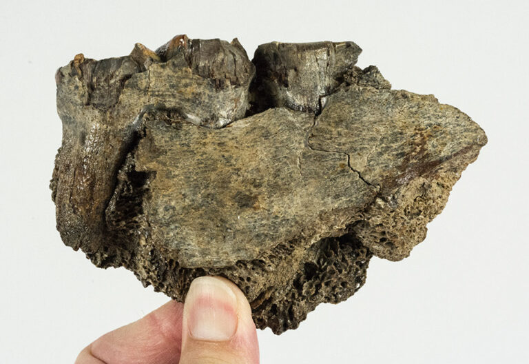 Diprotodon optatum