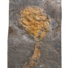Rare Placoderm &#8211; Cowralepis mclachlani, The Natural Canvas