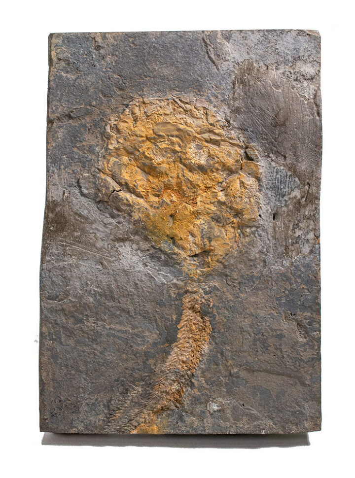 Rare Australian Placoderm - Cowralepis