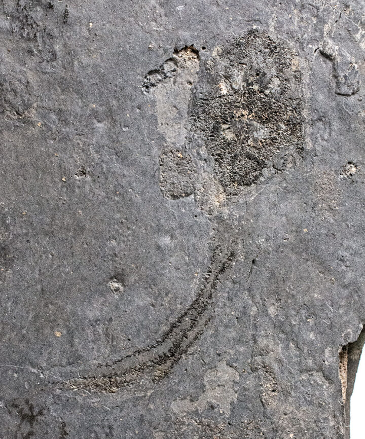 Very rare placoderm - Cowralepis mclachlani