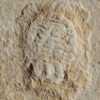 Marine Isopod - Unusuropode castroi - Image 2
