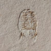 Marine Isopod - Unusuropode castroi - Image 2