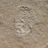 Marine Isopod - Unusuropode castroi - Image 2