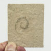 Cretaceous Polychaete Worm - Image 2