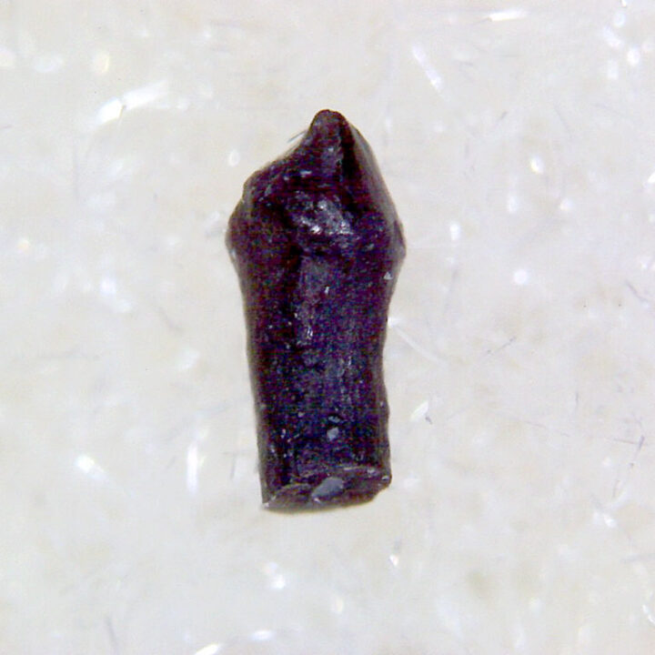 Jurassic Ornithischian Tooth