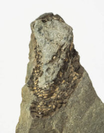 Early echinoderm - Helicoplacus