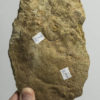 Paliella patelliformis and Medusinites asteroides - Image 3