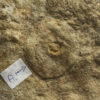 Paliella patelliformis and Medusinites asteroides - Image 2