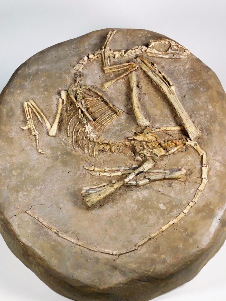 Sinovenator changii Xu et al.