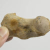 Dolphin humerus - Image 3