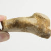 Dolphin humerus - Image 2