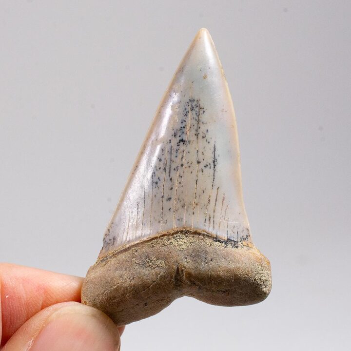 Great White Ancestor - Carcharodon hastalis
