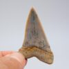 Great White Ancestor - Carcharodon hastalis - Image 2