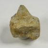 Dolphin vertebra - Image 2