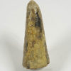 Desmostylus hesperus - Image 2